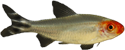 Petitella Georgiae